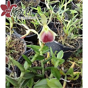 Epidendrum Porpax - Adulto Enraizado em casca de peroba