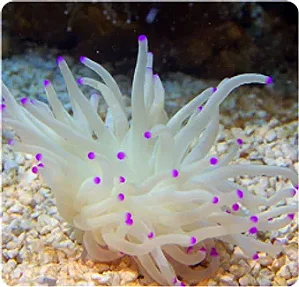Anemona Pink Tip CARIBE