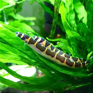 Cobrinha Kuhli