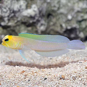 Opstagnatus Goby