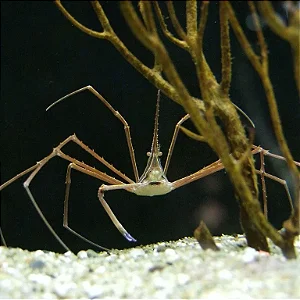 Caranguejo Aranha
