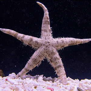 Sand Cleaner Starfish