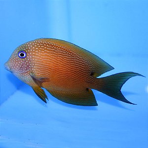 Two Spot Bristletooth Tang
