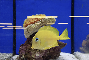 Coeruleus Tang Yellow