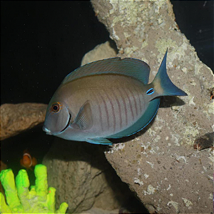 Bahianus Tang