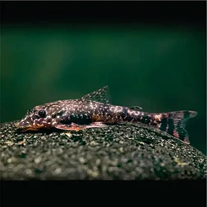 Limpa Vidro (Paratocinclus)