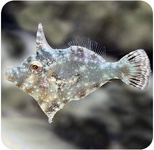 Aiptasia eating Filefish