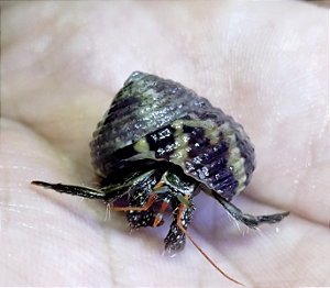 Mini Paguro