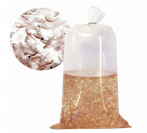 Porção de Artemia Viva (1 Litro)