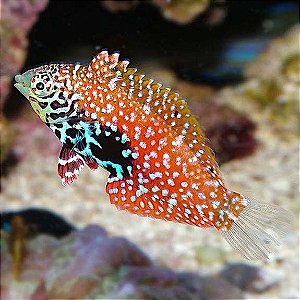 Blue Spotted Leopard Wrasse