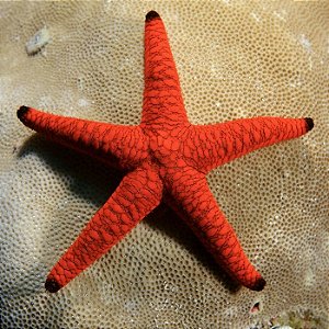 Orange Linckia Starfish