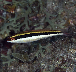 Maculipina (comedor de Planaria)