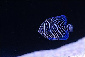 Semicirculatus Angelfish Juvenil