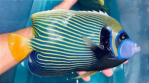 Imperator Angelfish Adulto