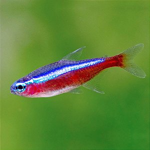 Tetra Neon Amazônico