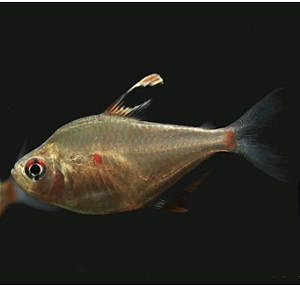 Tetra Rosáceo