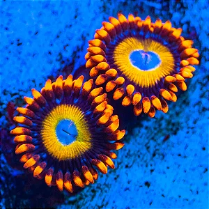 Zoanthus Blondies
