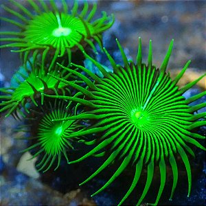 palythoa green button
