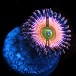 Palythoa Infusion Rainbow