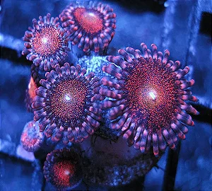 Palythoa Mohawk
