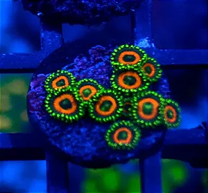 Zoanthus Watermelon