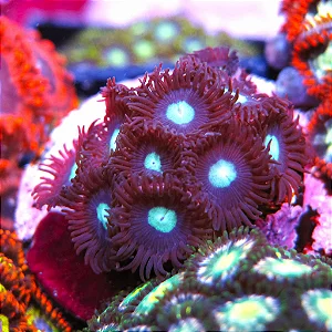 Zoanthus Choco Mint