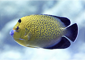 Goldflake Angelfish