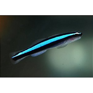 Blue Neon Gobt (criado)