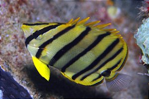 Eight Banded Butterfly