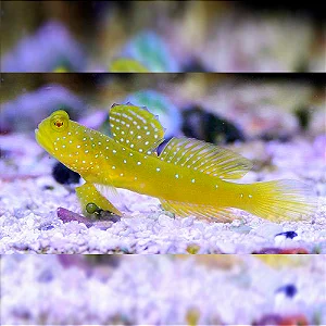 Yellow Watchman