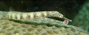 Dragon Pipefish