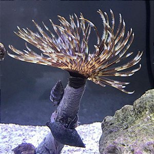 Poliqueta CARIBE