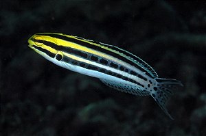 Blenny Grammistes (Meiacanthus grammistes)