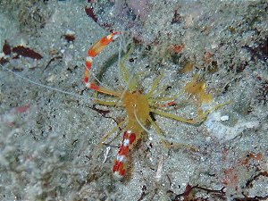 Camarão Stenopus Gold