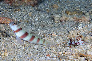 Steinitz's Goby