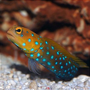 Blue Spotted Jawfish
