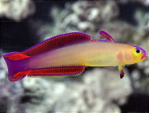 Purple Firefish Yellow Face