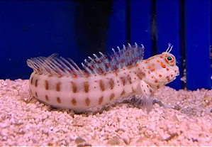 Orange Spotted Blenny