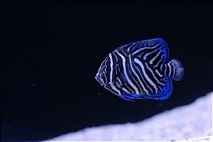 Semicirculatus Angelfish JUVENIL