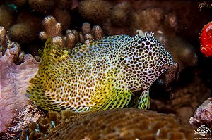 Leopard Blenny