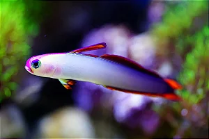 Purple Firefish