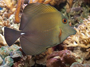 Brown Tang