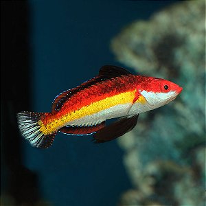 Naokos Wrasse