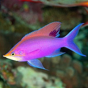 Purple Queen Anthias