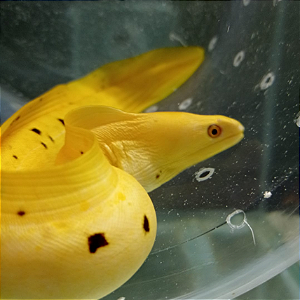 Moreia banana