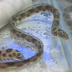 Enguia Miritrix