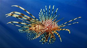 Lion Fish (Peixe-Leão)
