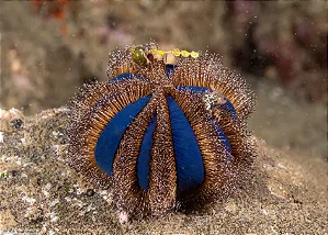 Tuxedo Urchin