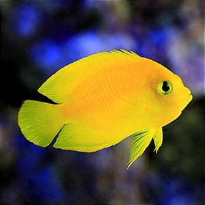 Yellow Angel