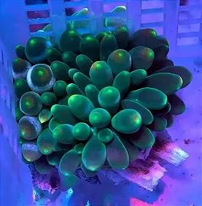 Anêmona BBT Green